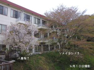 桜→緑⑤